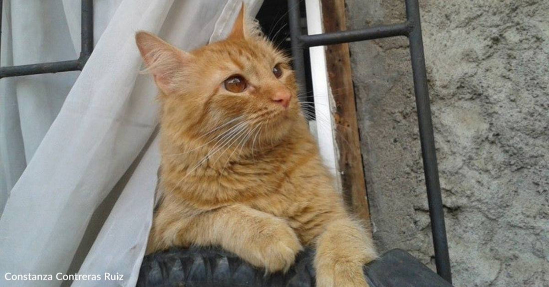 Two Friends Nourish Deathly Ill 6 Week Old Kitten Back to Health