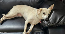 Small white dog lounging sideways on a black leather recliner, resting her head on the armrest.
