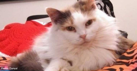 'She Was Afraid of Her Shadow': Scared Cat Shows Up in Couple's Yard