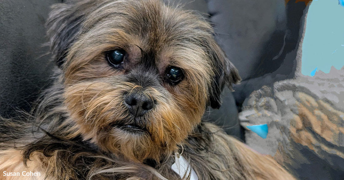 Close-up of a small shaggy brown-and-gray dog reclining on a couch, resting against a blanket and looking calmly toward the camera.