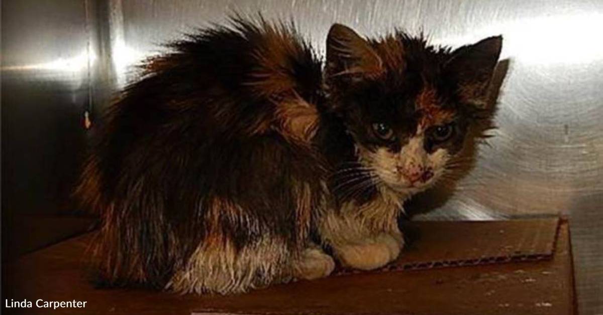 ‘They Weren’t Certain She’d Make It’: Sick Kitten Discovered Coated in Oil ‘They Weren’t Certain She’d Make It’: Sick Kitten Discovered Coated in Oil