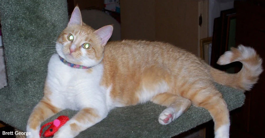 Orange-and-white tabby cat lounging on a carpeted cat tree indoors, wearing a patterned collar and looking toward the camera beside a red toy mouse.