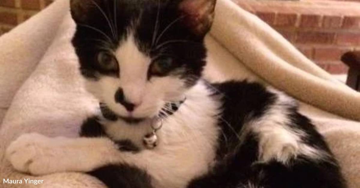 Kitten Who Died Younger Liked His Household ‘Sufficient for a Complete Lifetime’ Kitten Who Died Younger Liked His Household ‘Sufficient for a Complete Lifetime’