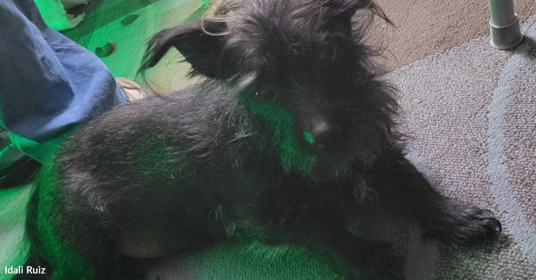 Small black scruffy dog lying on a patterned carpet under green light, looking toward the camera.