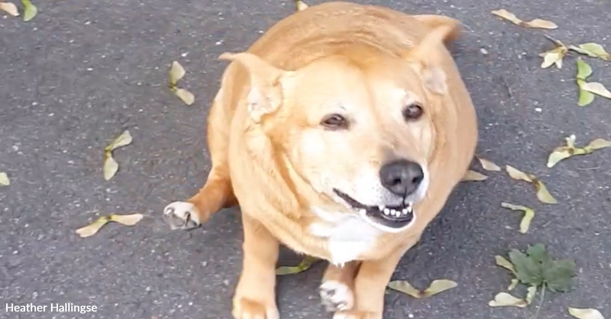 A Lifetime of Quiet Rescues Started Lengthy Earlier than Anybody Seen A Lifetime of Quiet Rescues Started Lengthy Earlier than Anybody Seen