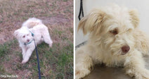 Rescuer Stops Alone At Night And Saves A Dog From Almost Certain Death