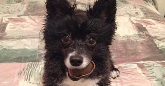 Black and white dog with a chew toy lying on a patterned bedspread.