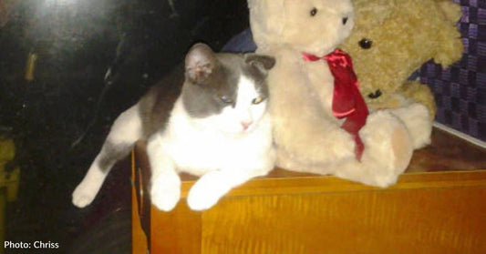 Foster Dog Somehow Brings a Cat Pal with Her