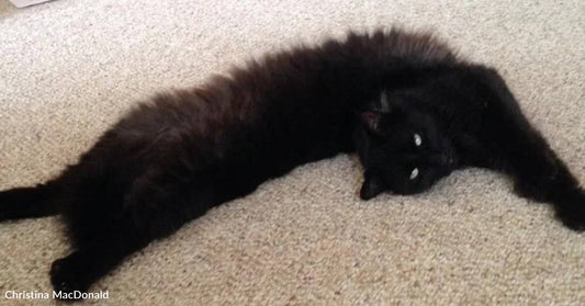 Family Finds Kitten with Umbilical Cord Still Attached in Their Yard