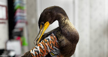 A dark-feathered cormorant with a yellow beak investigates its tiger-print bandaged wing inside what appears to be a wildlife rehabilitation clinic.