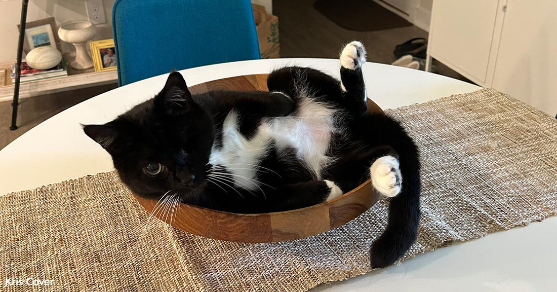 A black and white tuxedo cat lounges curled inside a shallow wooden bowl placed on a dining room table.
