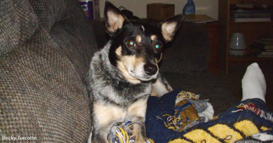 Bait Dog Rescued From Euthanasia by Animal Control, Probation Officers