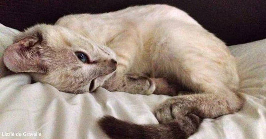 Kitten Born Under a Sink and Found All Alone 'Isn't Afraid of Anything'