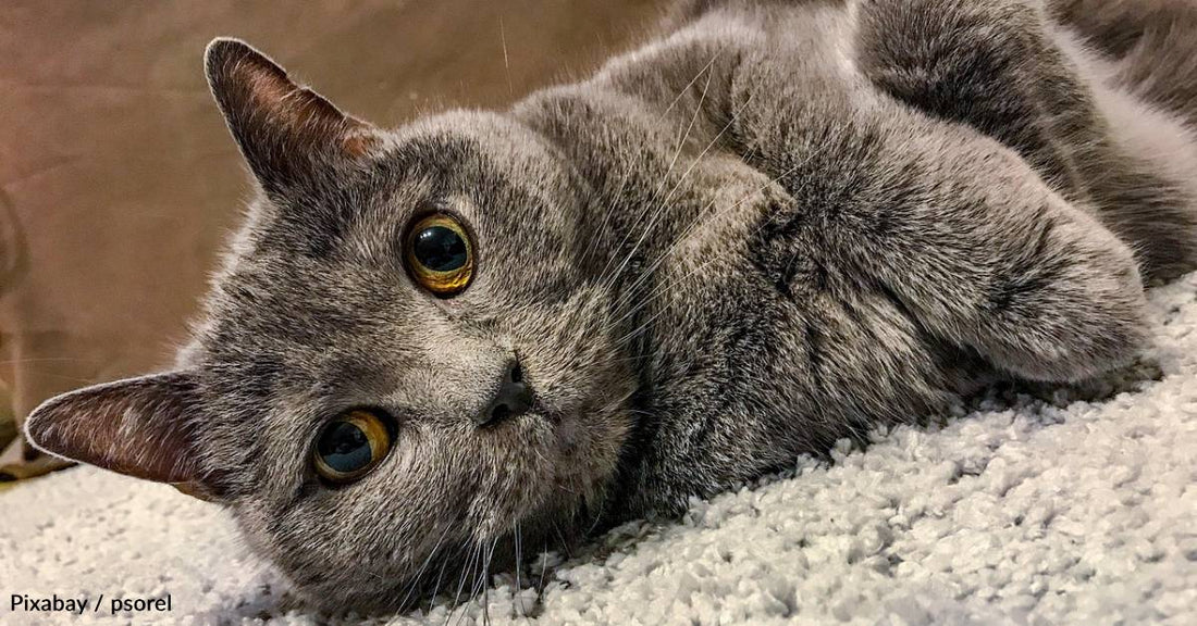 Shelter Visitor Insists on Meeting 'Mean' Cat on Death Row