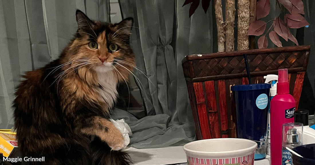 Close-up of calico cat sitting on a counter with wide eyes, next to household items and a decorative plant.