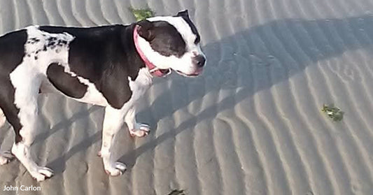 Black and white dog standing on rippled beach sand with a pink collar, eyes closed in the sunlight.