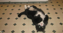Black-and-white cat lying on its back on a tiled kitchen floor with paws curled upward, looking toward the camera.