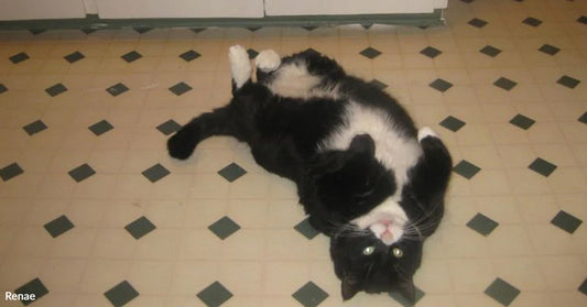 Black-and-white cat lying on its back on a tiled kitchen floor with paws curled upward, looking toward the camera.