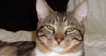 A gray tabby cat staring straight ahead.