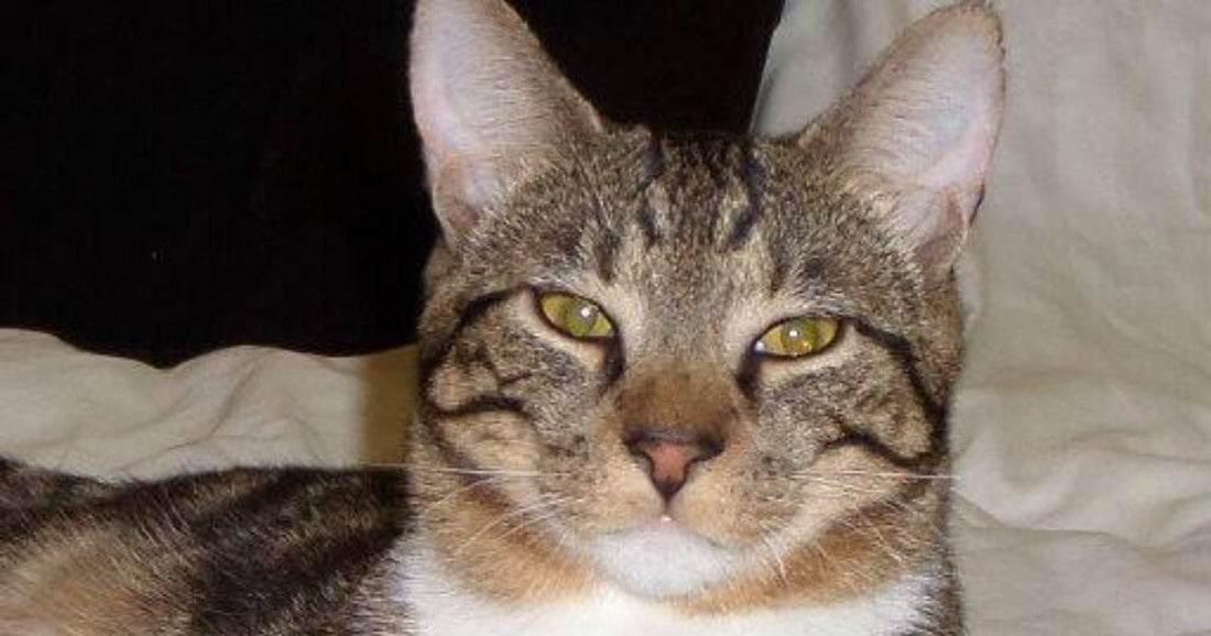 A gray tabby cat staring straight ahead.