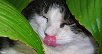 Cat resting among green leaves, licking its lips with eyes closed.