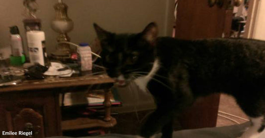 Black-and-white cat walking across a surface indoors near a cluttered wooden side table with household items and a lamp.