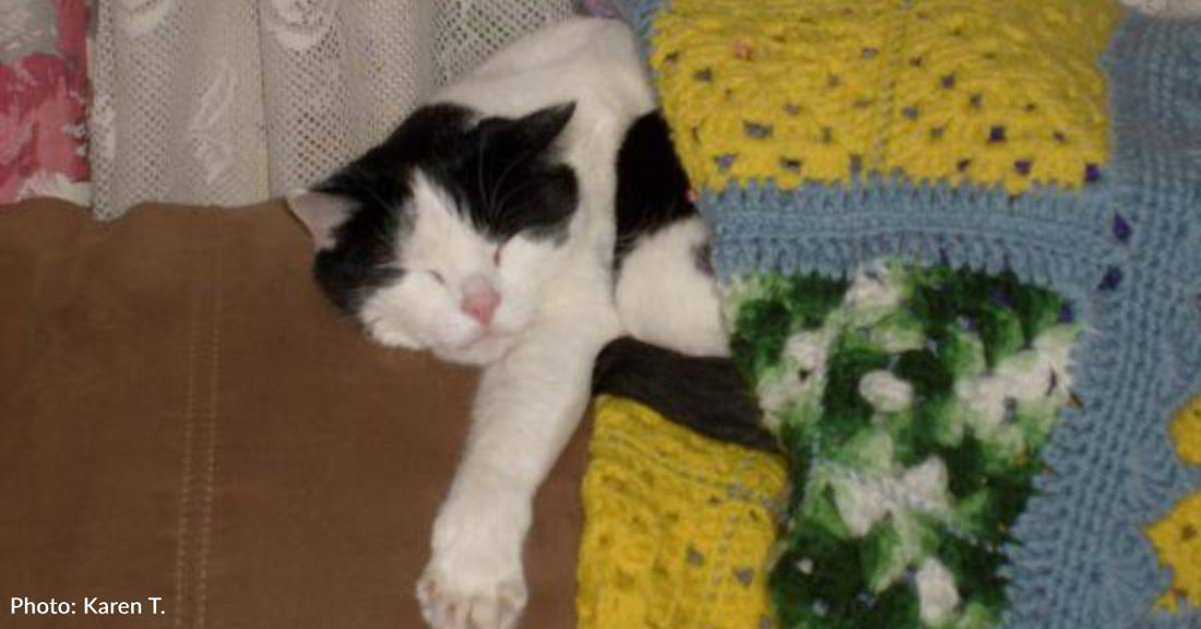 Shelter Cat Pounces On Top of Visitor She Wants to Take Her Home