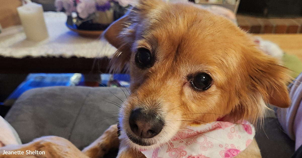 She Was Minutes From Euthanasia When One Name Modified Every part She Was Minutes From Euthanasia When One Name Modified Every part