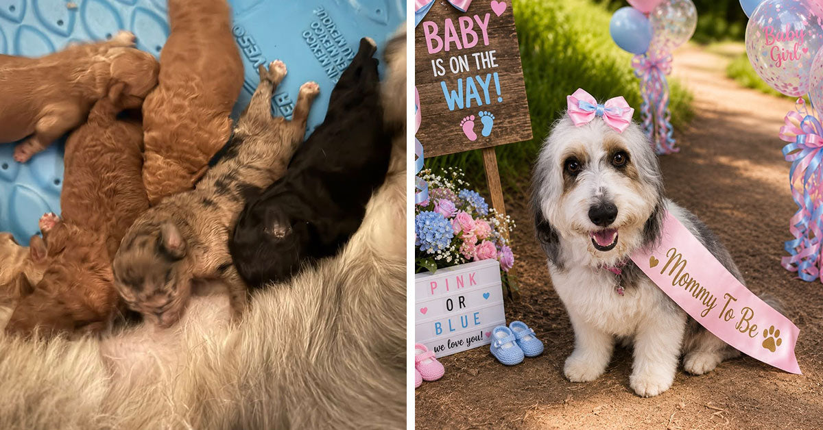 Rescued Breeding Dog Delivers One Last Surprise After Escaping Years of Neglect