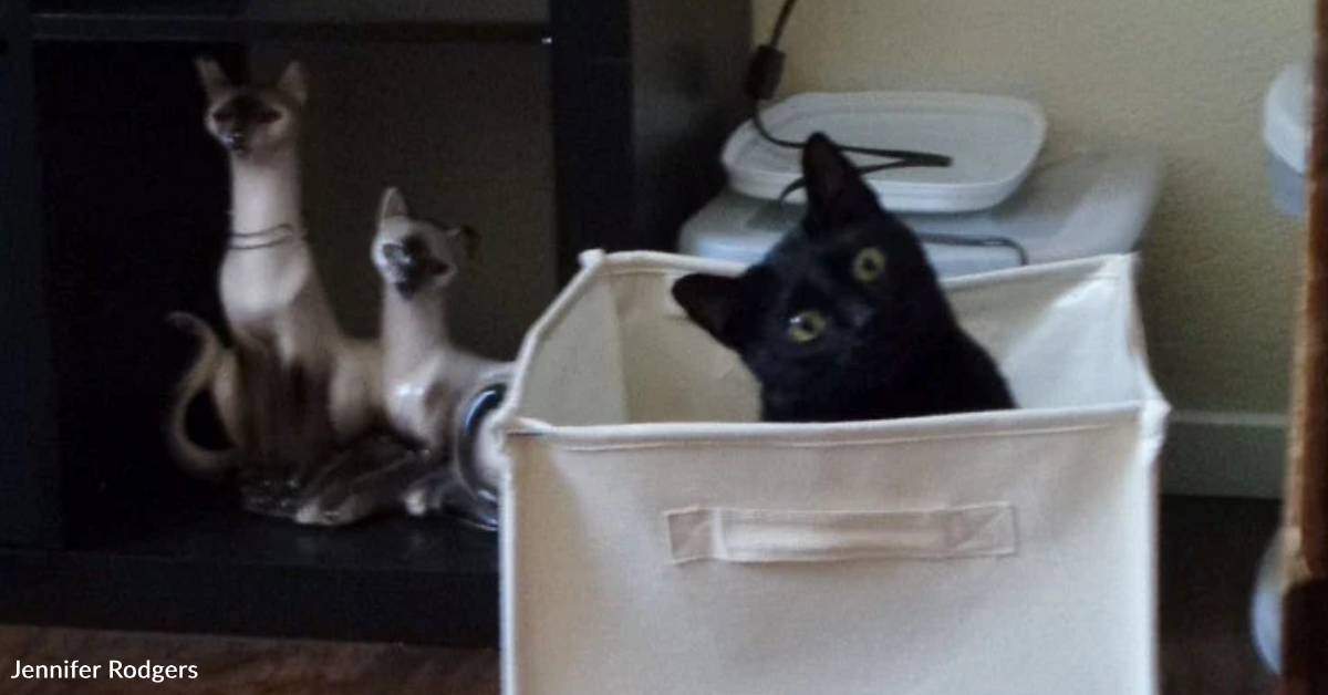 Lady Lures Feral Kitten Out of Dumpster With a Can of Spam Lady Lures Feral Kitten Out of Dumpster With a Can of Spam