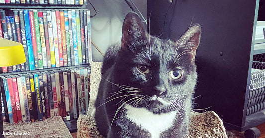 Black and white tuxedo cat sitting on a cardboard scratcher in front of a shelf filled with DVDs.