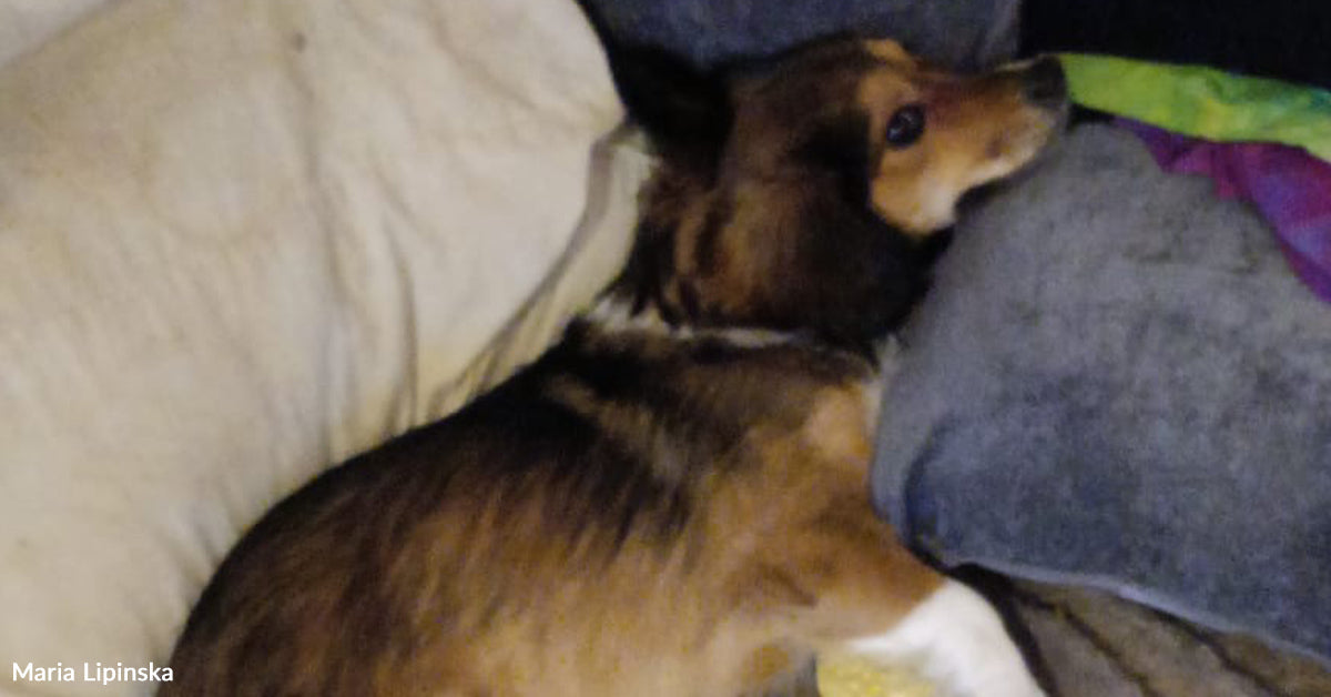 Canine Who Was Deserted in Winter Helps Heal a Damaged Coronary heart Canine Who Was Deserted in Winter Helps Heal a Damaged Coronary heart