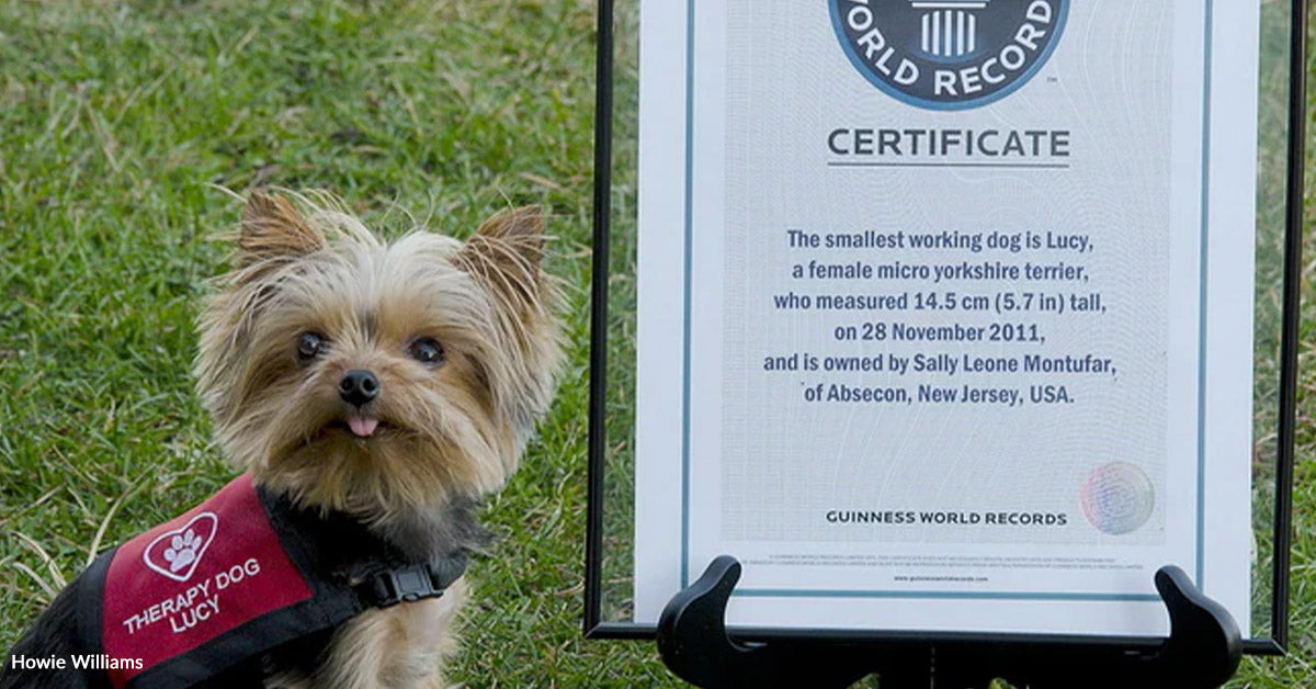 Tiny Rescue Canine No one Wished Turns into A World Report Holder Tiny Rescue Canine No one Wished Turns into A World Report Holder