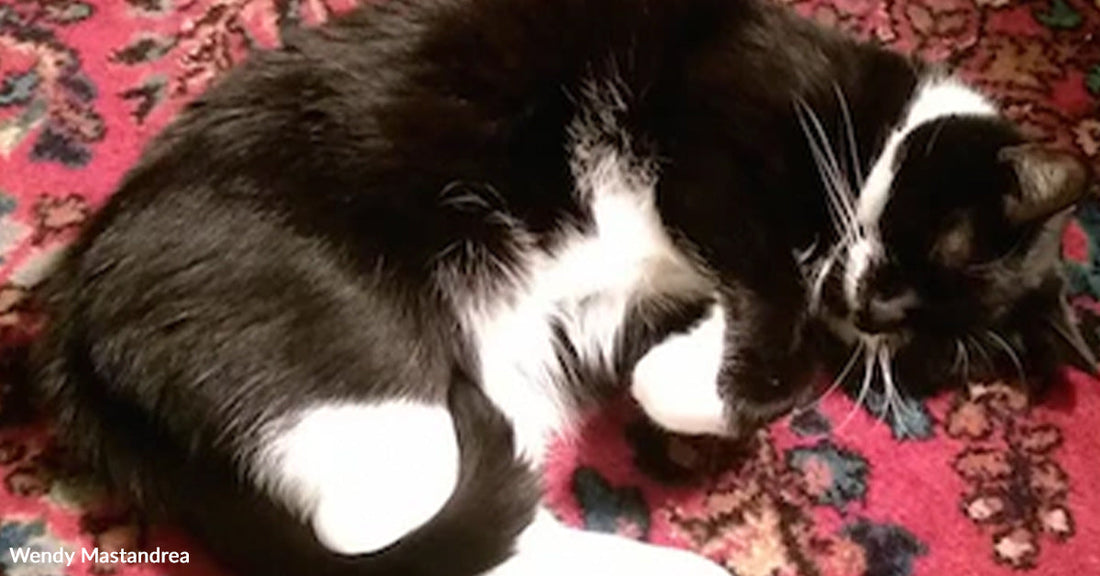 Black-and-white cat curled up on a red patterned rug, resting with its paws tucked close to its body.