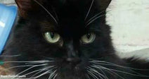 Close-up of a long-haired black cat with green eyes and white whiskers staring forward.