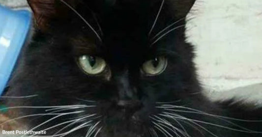 Close-up of a long-haired black cat with green eyes and white whiskers staring forward.
