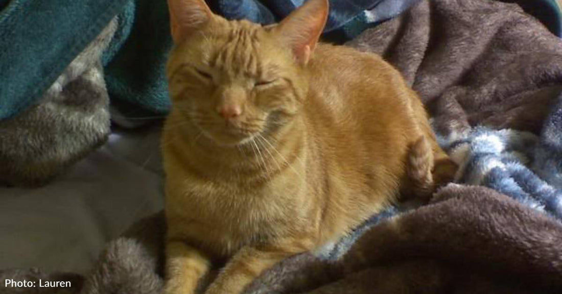 Hissing Kitten Pulled From Underneath Car After Thunderstorm