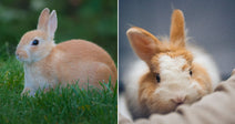 Split image: a light brown rabbit resting in grass on the left, and a close-up of a rabbit being held on the right.
