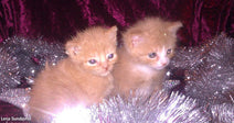Two tiny orange kittens sitting together among silver tinsel decorations against a dark red backdrop.