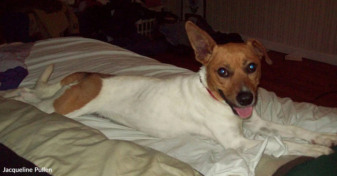 Small tan and white dog lying on a rumpled bed indoors, ears perked and tongue out, looking at the camera.
