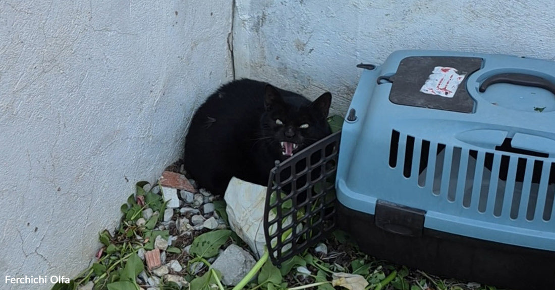 Black cat crouching beside a pet carrier in a corner outdoors, appearing frightened and defensive.