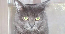 A fluffy gray cat with green eyes sits upright on a dark surface in front of a window.