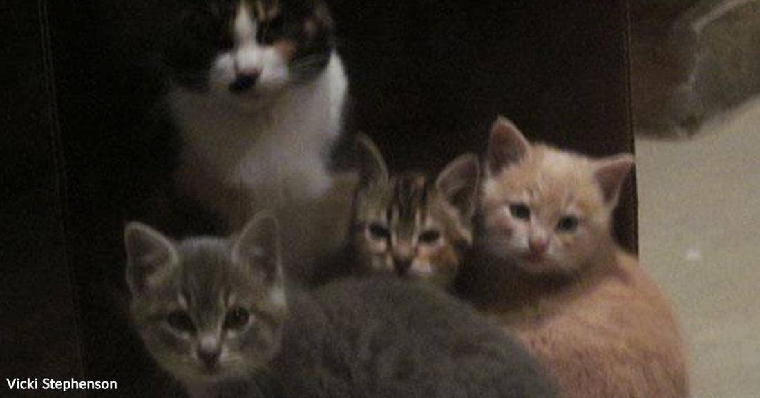Black-and-white mother cat sitting behind three kittens—one gray, one tabby, and one orange—clustered together indoors.
