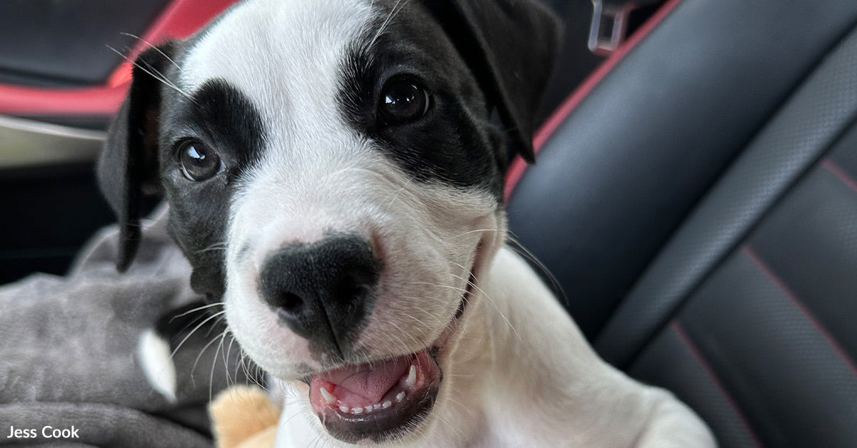 Grieving Household Turns Tragedy Into Lifeline For Forgotten Canines Grieving Household Turns Tragedy Into Lifeline For Forgotten Canines