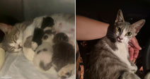 Everyone Walked Past a Desperate Pregnant Cat Until Her Rescuer Refused to Leave