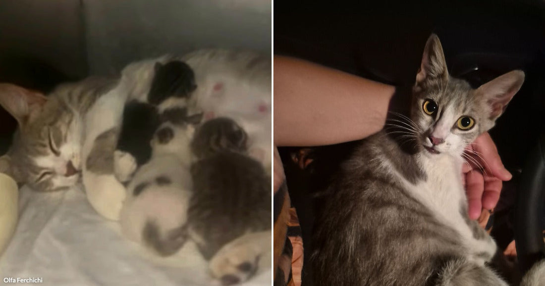 Everyone Walked Past a Desperate Pregnant Cat Until Her Rescuer Refused to Leave