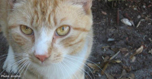 Stray Becomes Skin and Bones After Boss Tells Employees Not to Feed Him