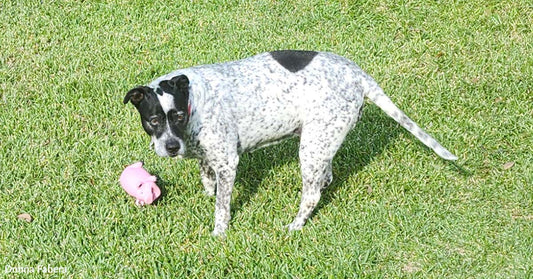 Close-up of the speckled dog standing on bright green grass beside a pink toy, looking toward the camera.