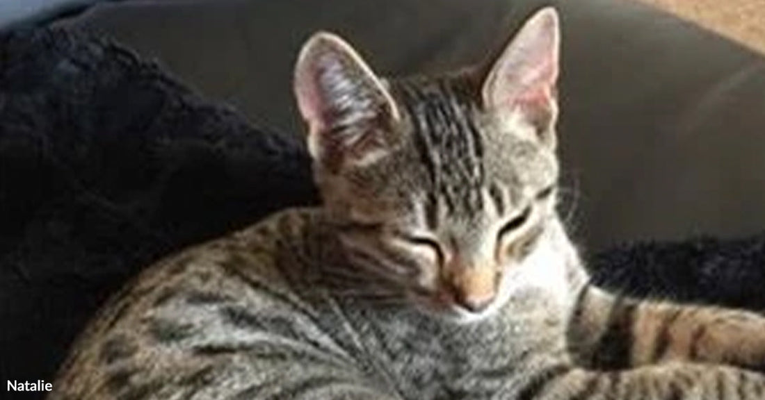 How a Last-Minute Decision Led to the Cat of Their Dreams