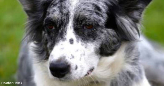 Collie Locked in Cage for Several Days After Owner Moves Away